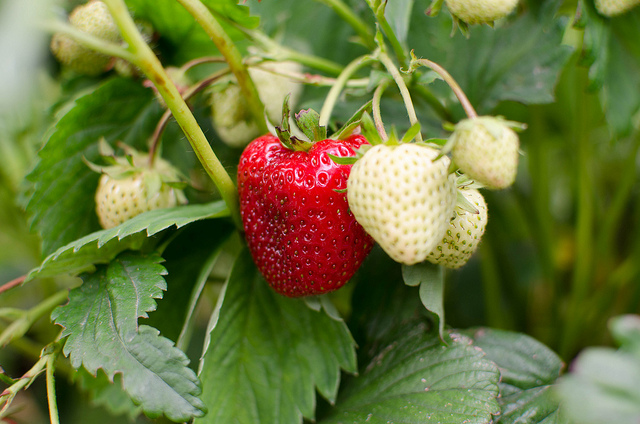 Strawberries