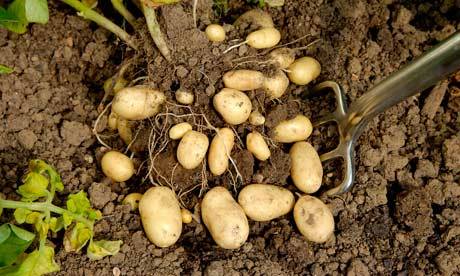 Potatoes