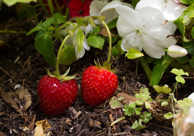 Strawberries