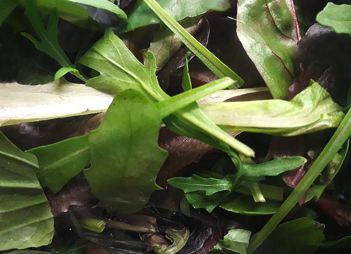 Bistro Salad
