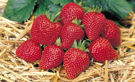 Strawberries